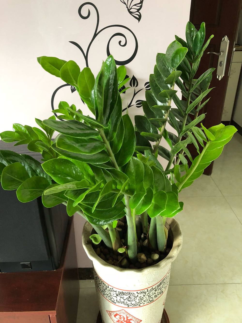 家里光照不足建议养这10种耐阴花,阴暗无光角落适合养什么花