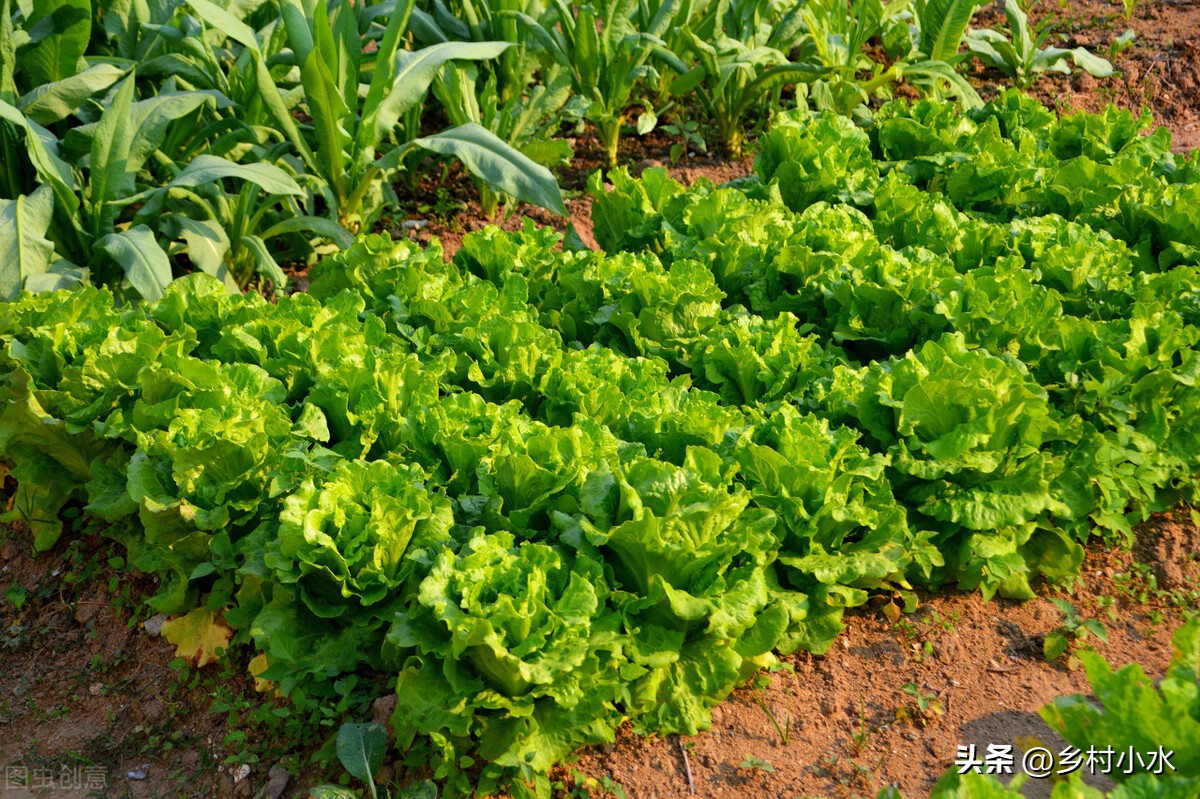 红糖加磷酸二氢钾尿素有什么功效,红糖加尿素加磷酸二氢钾的坏处