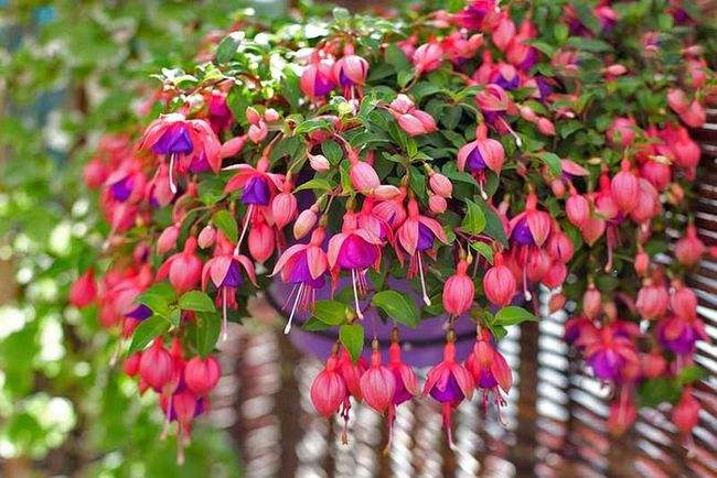 会开花的吊兰有几种,十种最好养的吊兰花