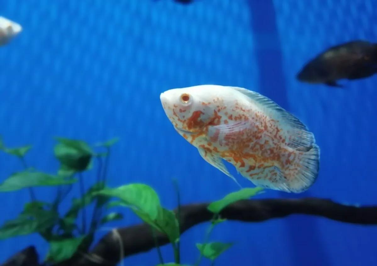 海洋盛宴,重庆极地海洋公园潜水攻略