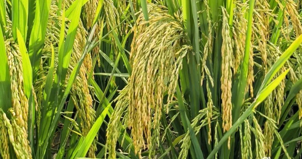 久违的家常饭,久违的包谷饭