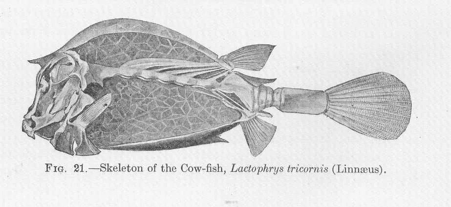 世界上在水底游的最快的鱼,世界上唯一会直立游泳的鱼是什么