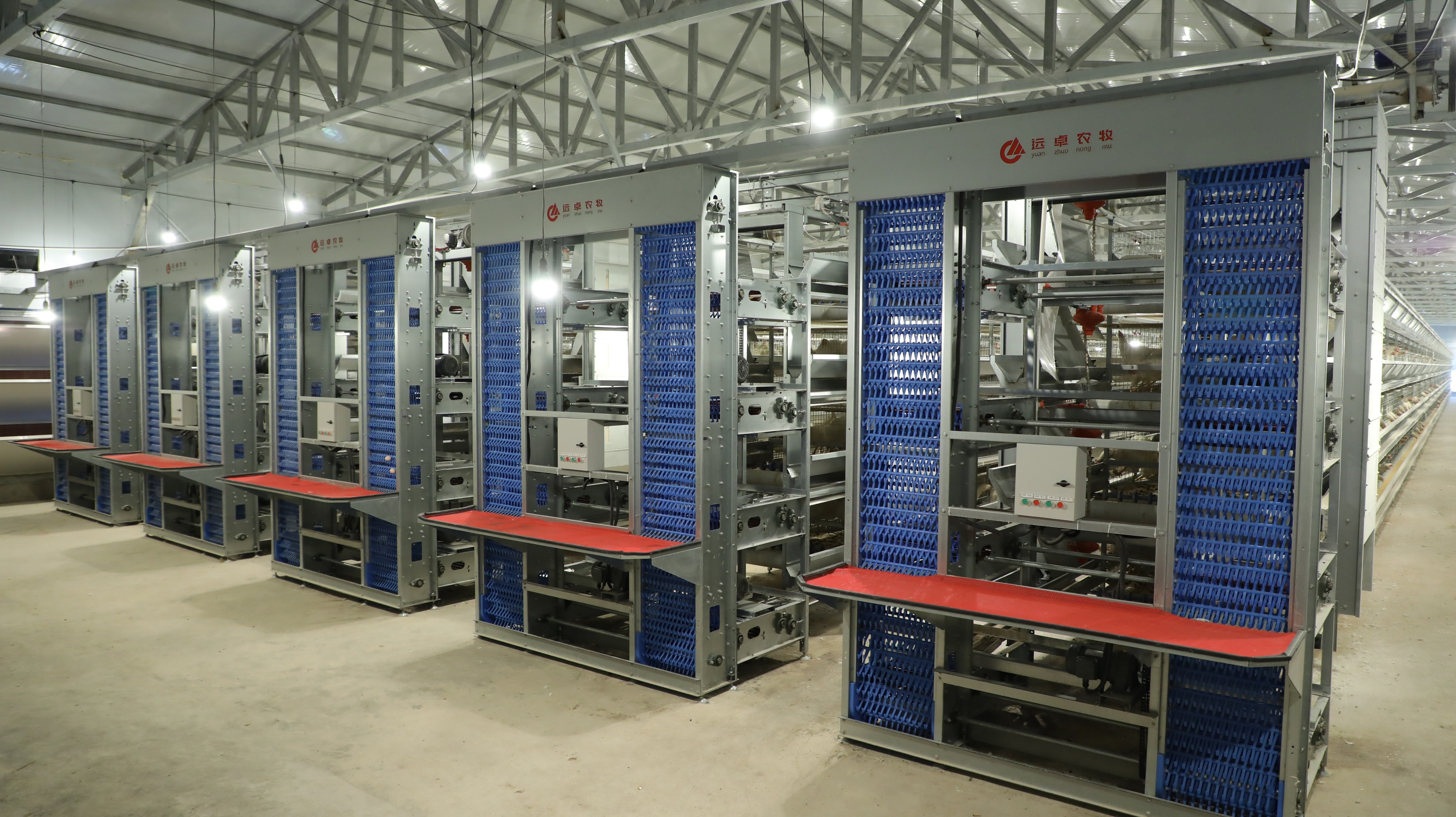 蛋鸡病毒性肠炎的治疗方法和症状,蛋鸡产蛋期肠炎怎么用药