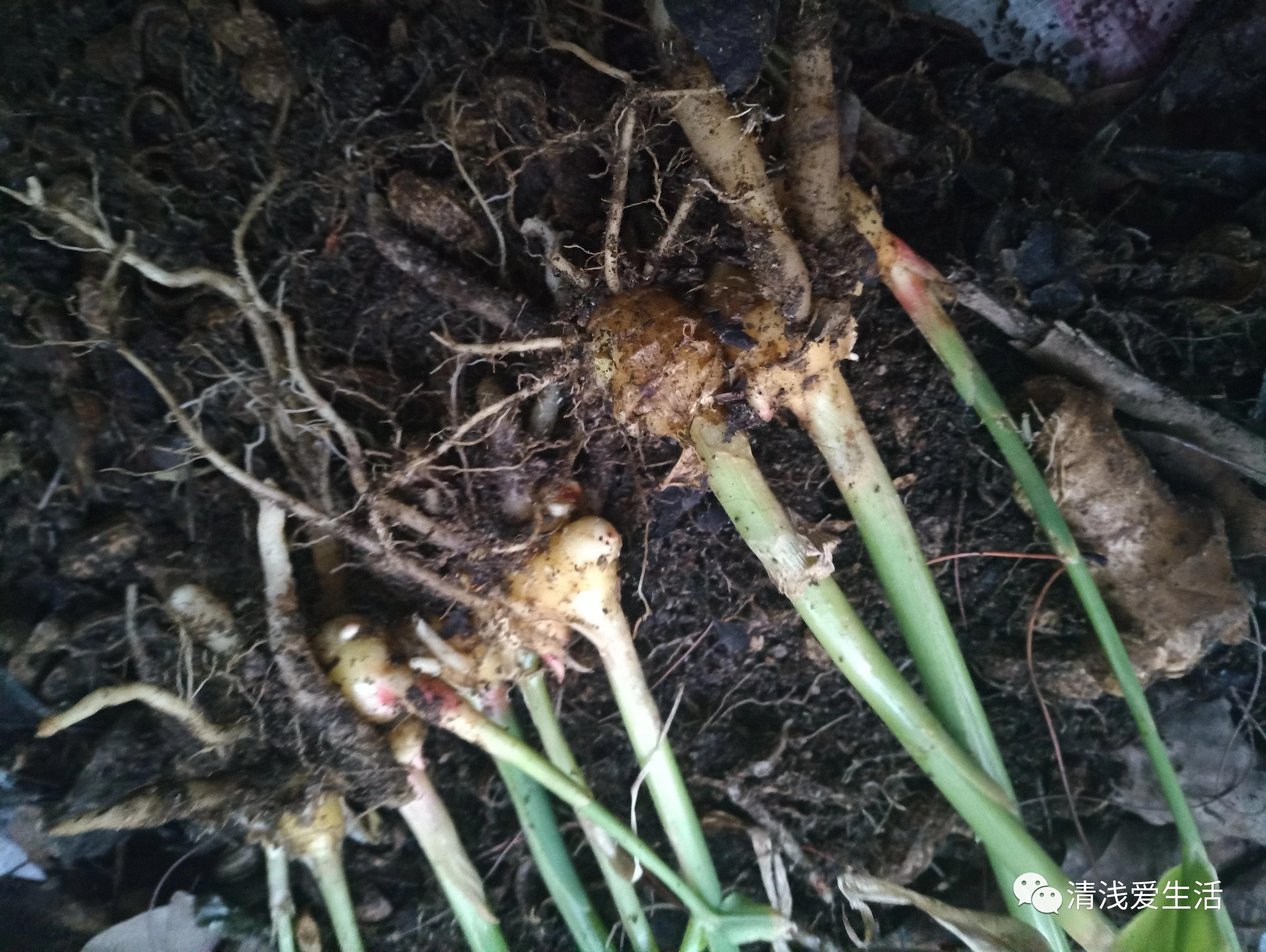 阳台种植生姜的最佳时间,家庭阳台种植生姜的方法与时间