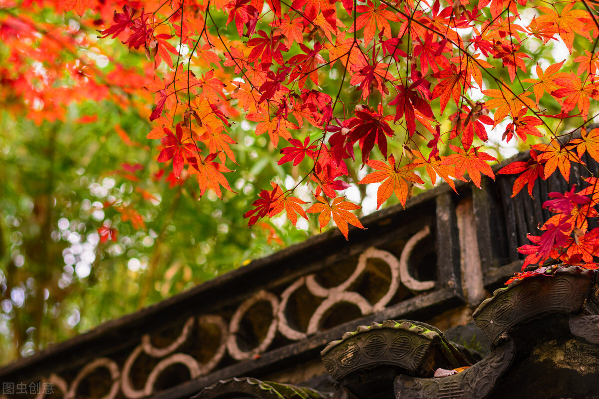 秋日上海好去处,上海秋日风景
