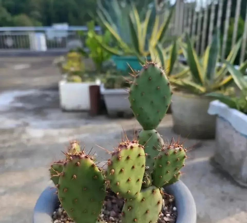 除甲醛最好的10种花,新手养什么花吸甲醛最好