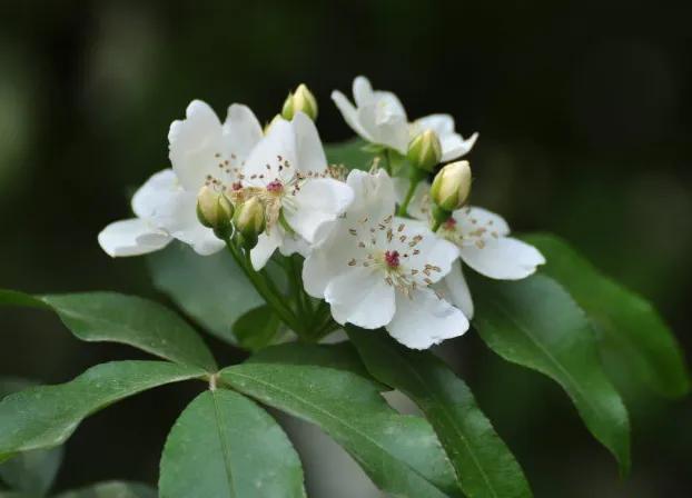 花开到荼蘼的诗句,花开荼蘼花事了诗句