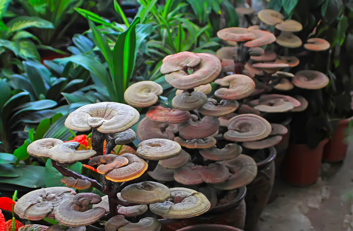 治腰痛重用黄芪,脘腹胀气可以用黄芪吗