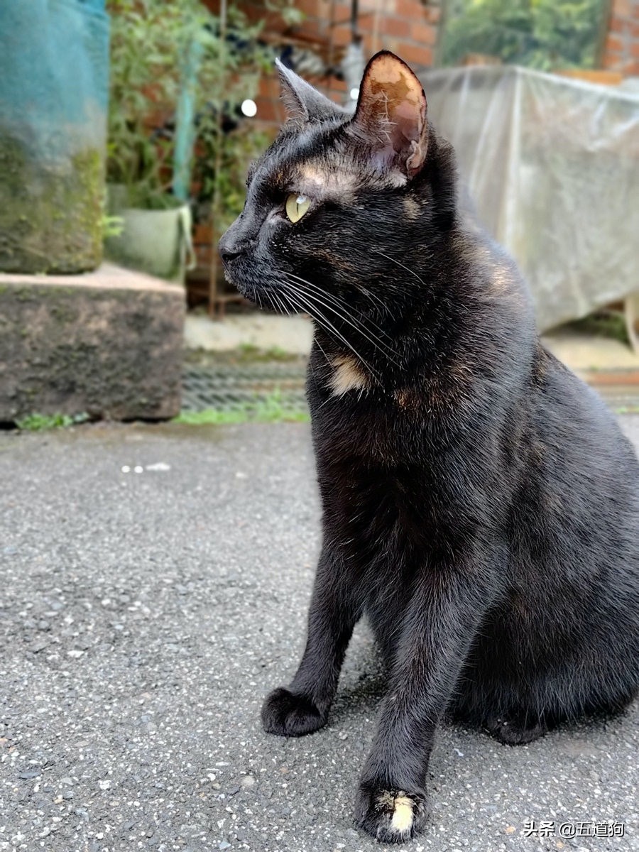 rogphone6,华硕rogphone