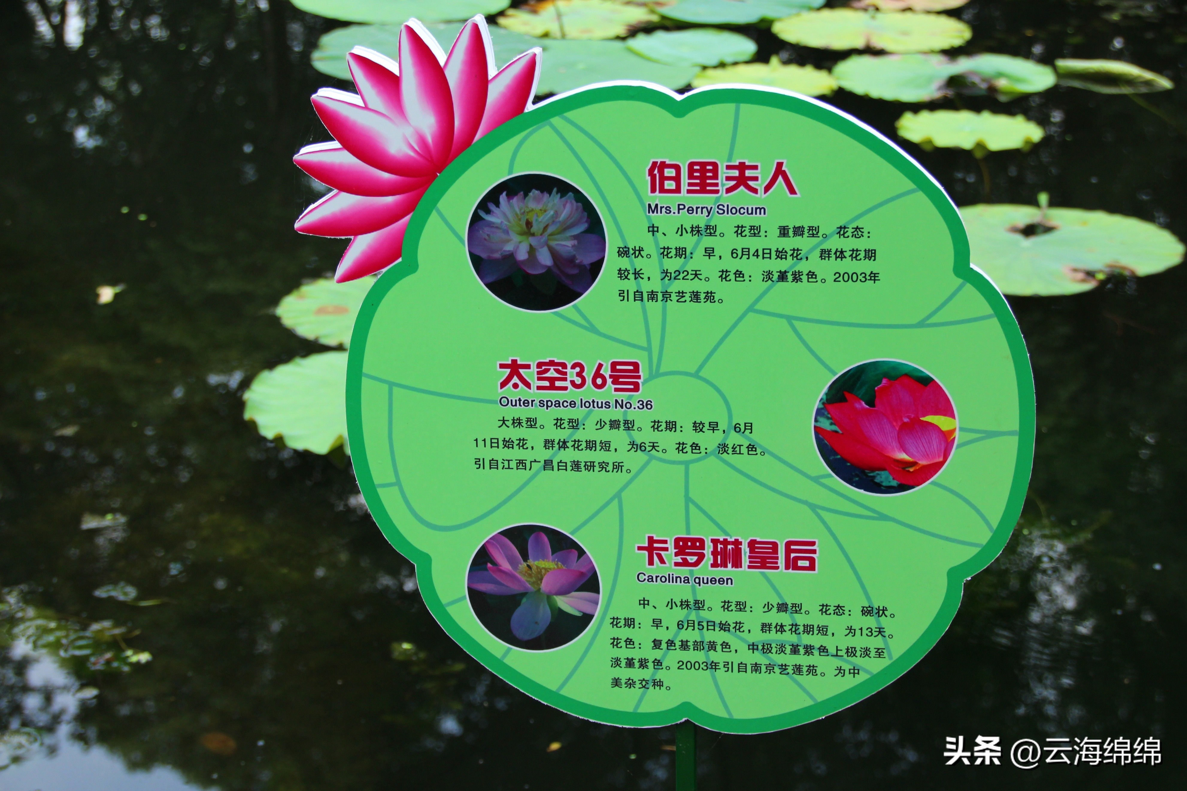 夏日荷花别样红照片,夏日荷花别样红手工