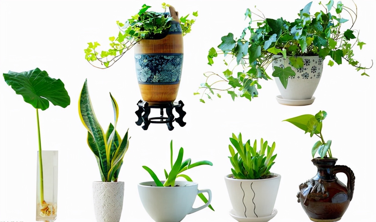 大蒜水能治小黑虫吗,养的盆栽有很多小黑虫是怎么回事