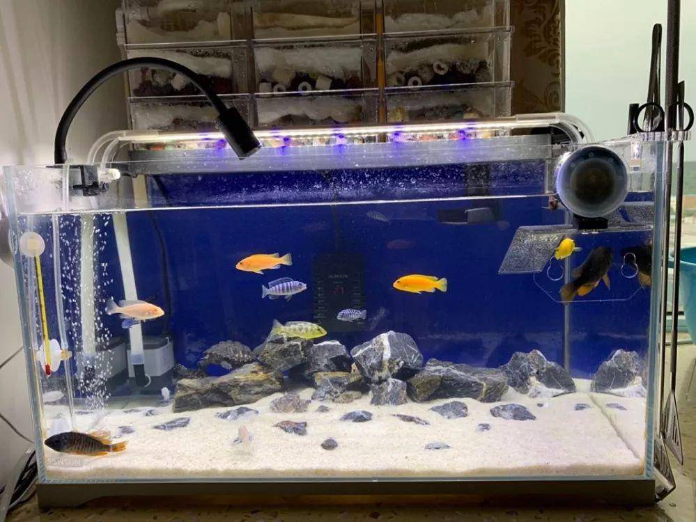 地图龟十大最好养的深水龟,新手养龟方法养什么龟最好