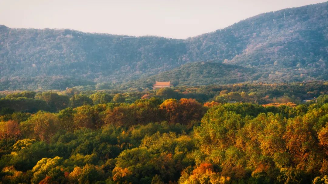 南京土著回忆全纪录