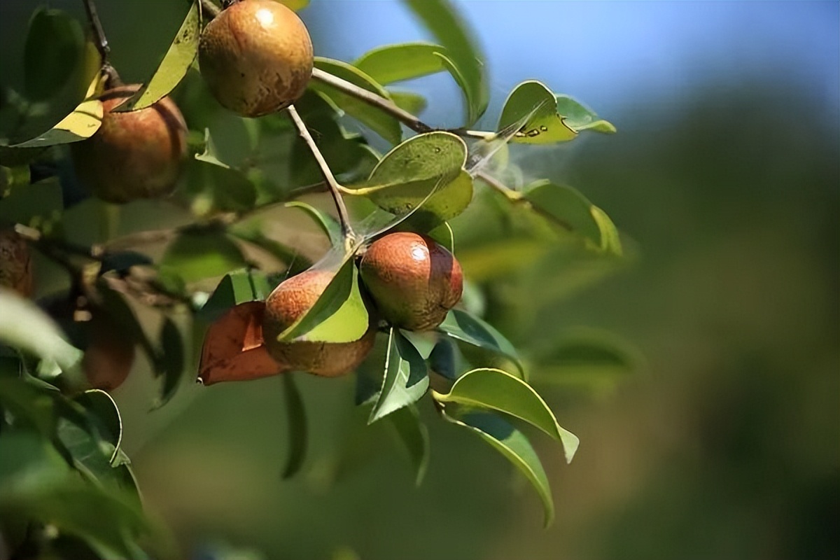 金浩有机茶籽油,金浩茶油科普