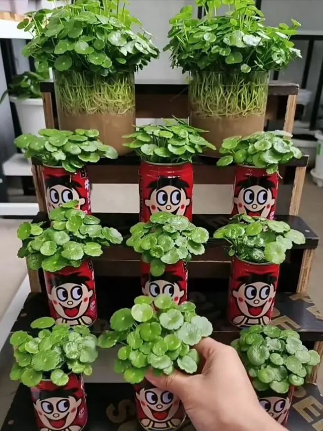 四季最好养的10种花,最适合新手养的5种花清新自然