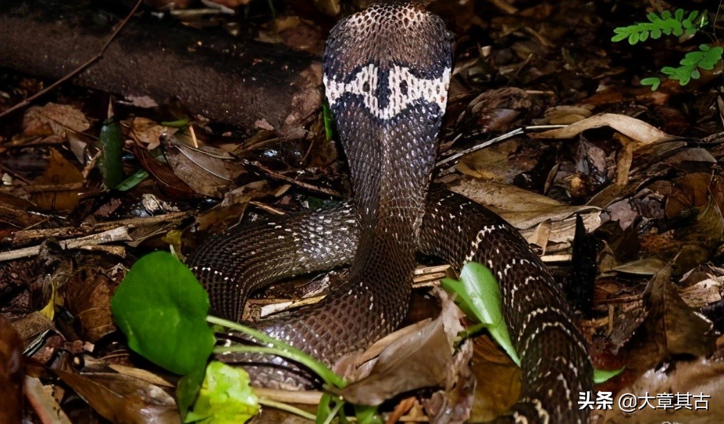 中国毒蛇排行榜舟山眼镜蛇,中国剧毒蛇科普