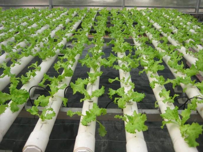 无土栽培蔬菜是怎么栽培的,无土栽培蔬菜营养液推荐