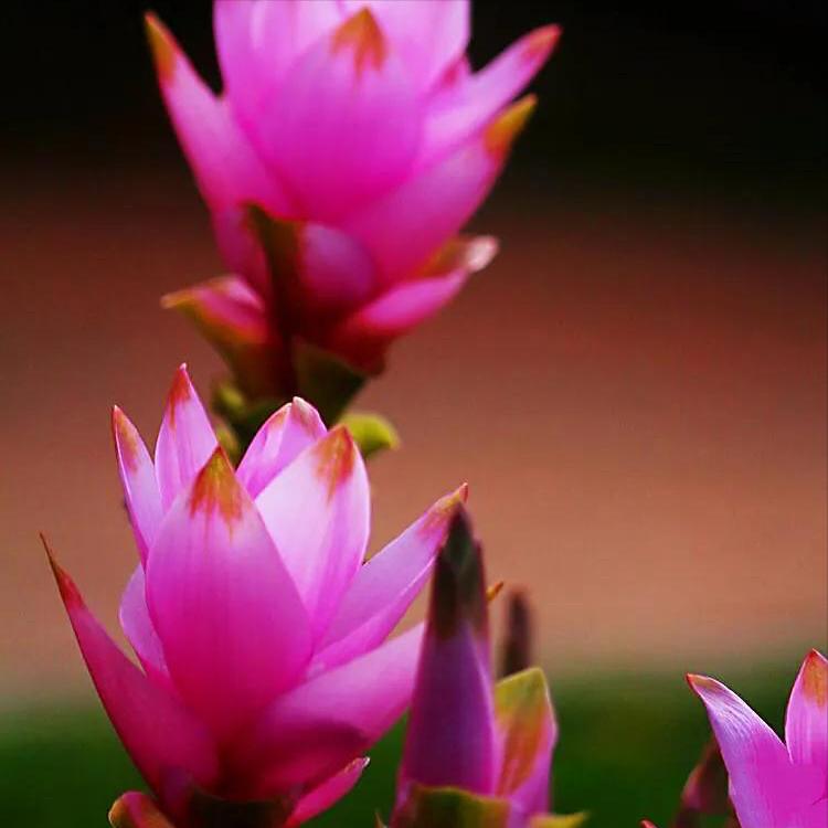 家里养姜荷花有什么禁忌,姜荷花盆栽的花期多久