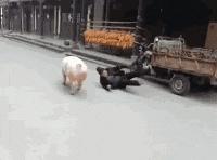 搞笑gif趣图姑娘你怎么这么凶啊,趣图搞笑美女