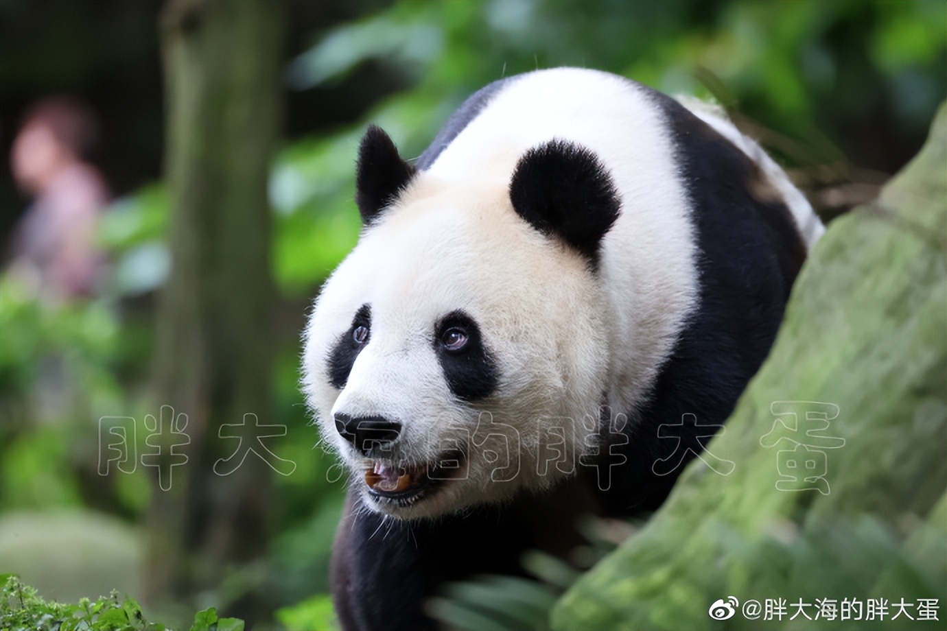 不高的高高和他不白的老婆白云——91年出生的童颜女神大熊猫白云