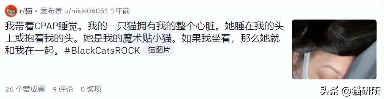 刚来的猫咪太粘人了怎么办,猫咪很黏主人是什么原因