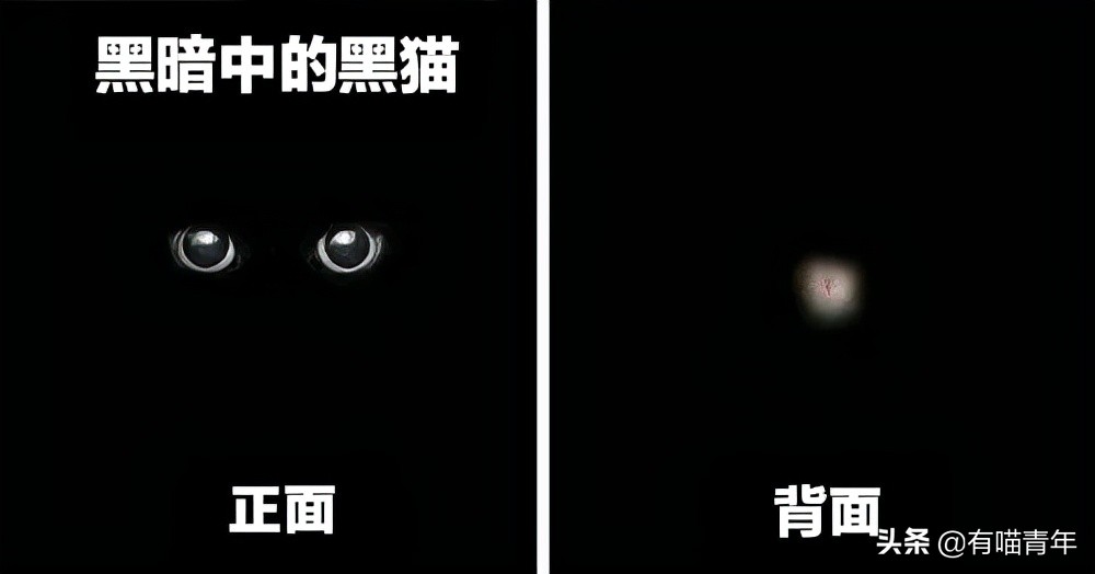 公鸡：他们在做啥午餐？猫：你老婆炖土豆