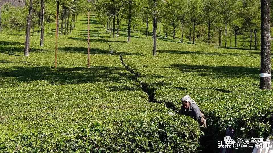 为什么茶树的南比北多,茶树生长的原因有哪些
