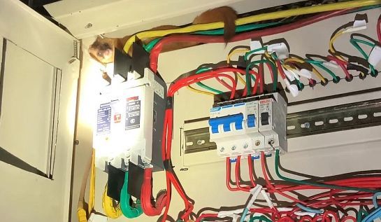 黄鼠狼在超市偷东西,黄鼠狼进超市偷东西