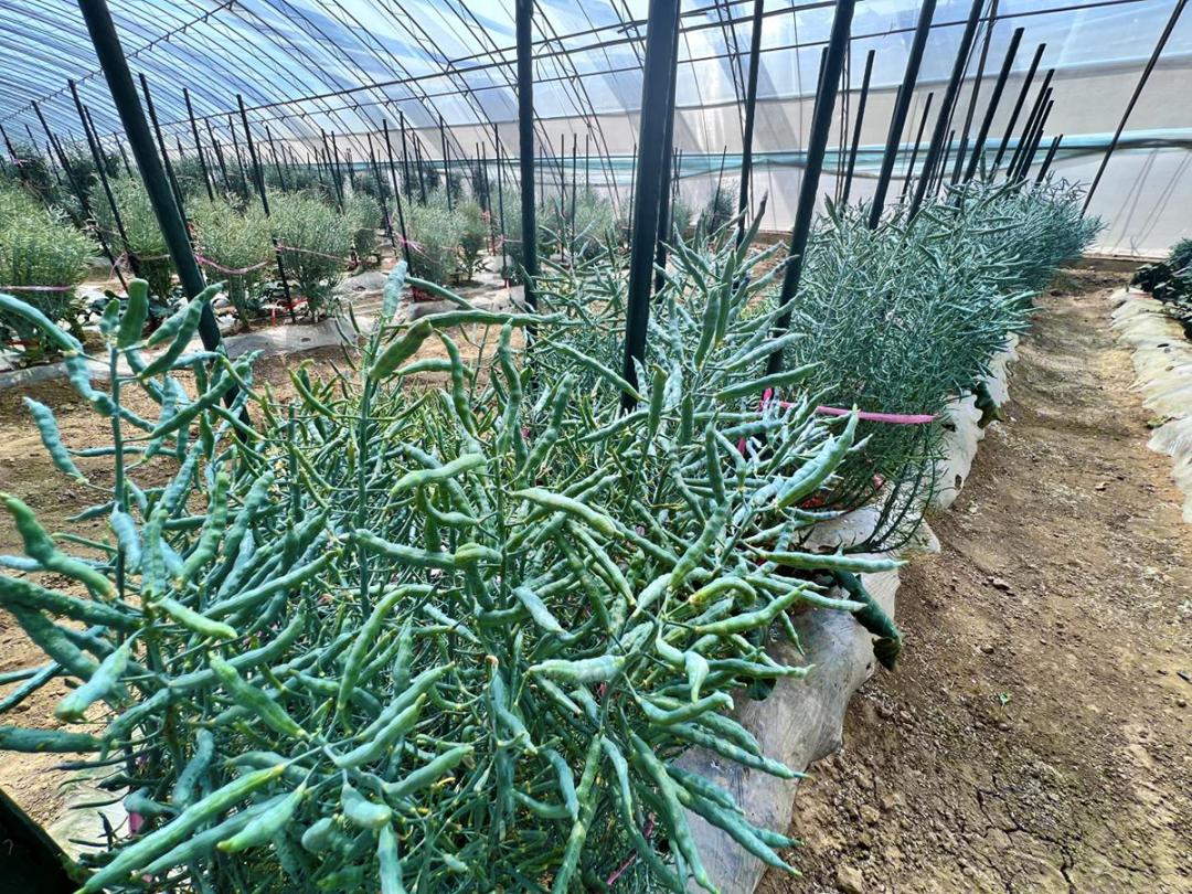 乡村振兴的大文章,小种子成长文章