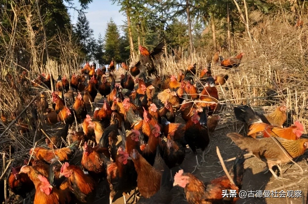 一男子用手电筒吓死一群鸡,男子用手电筒吓死1000只鸡