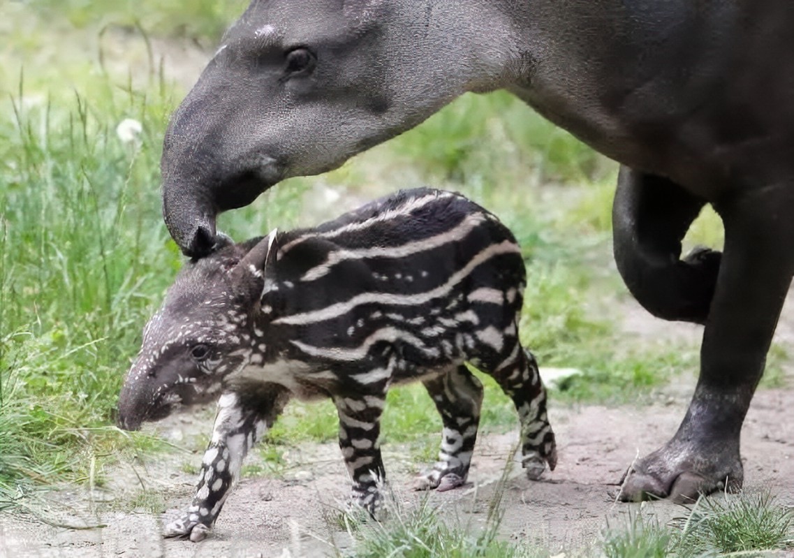 同人本子出场率最高的宝可梦，到底是什么来头？