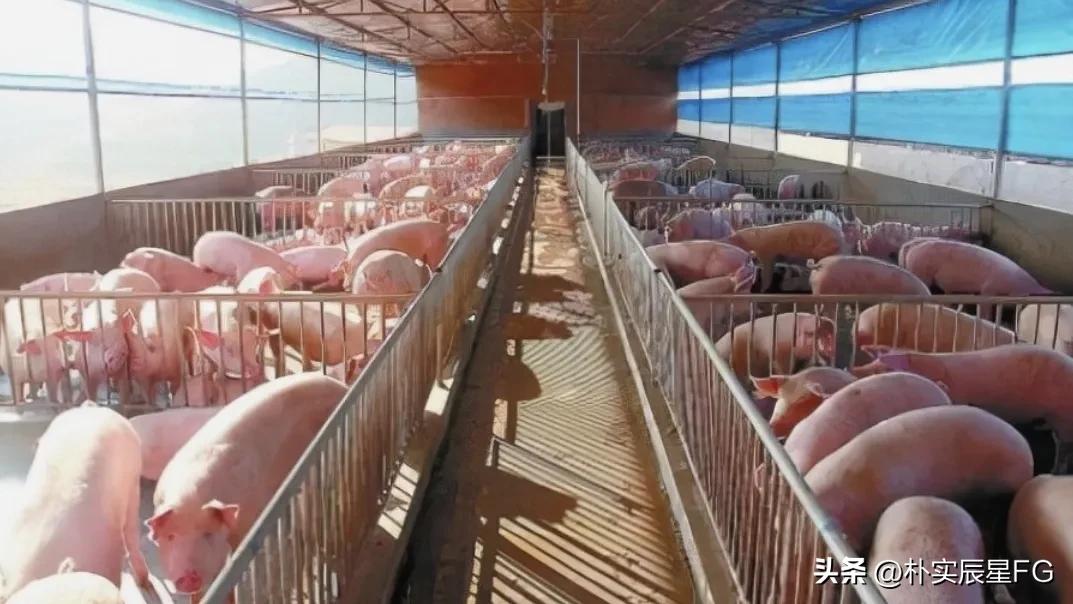 现在养猪农户怎样退出养猪业,农村养猪现状及发展情况