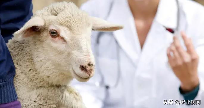 职业卫生科普,布鲁氏菌病属于职业病吗