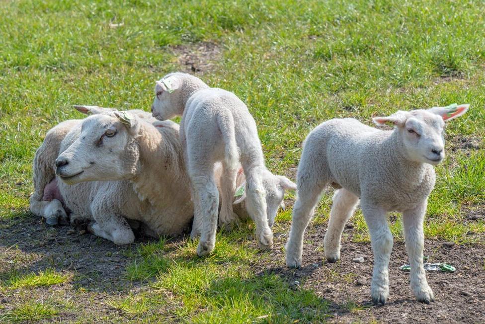 母羊不下奶喂什么最好,母羊产后没有奶用什么方法下奶快