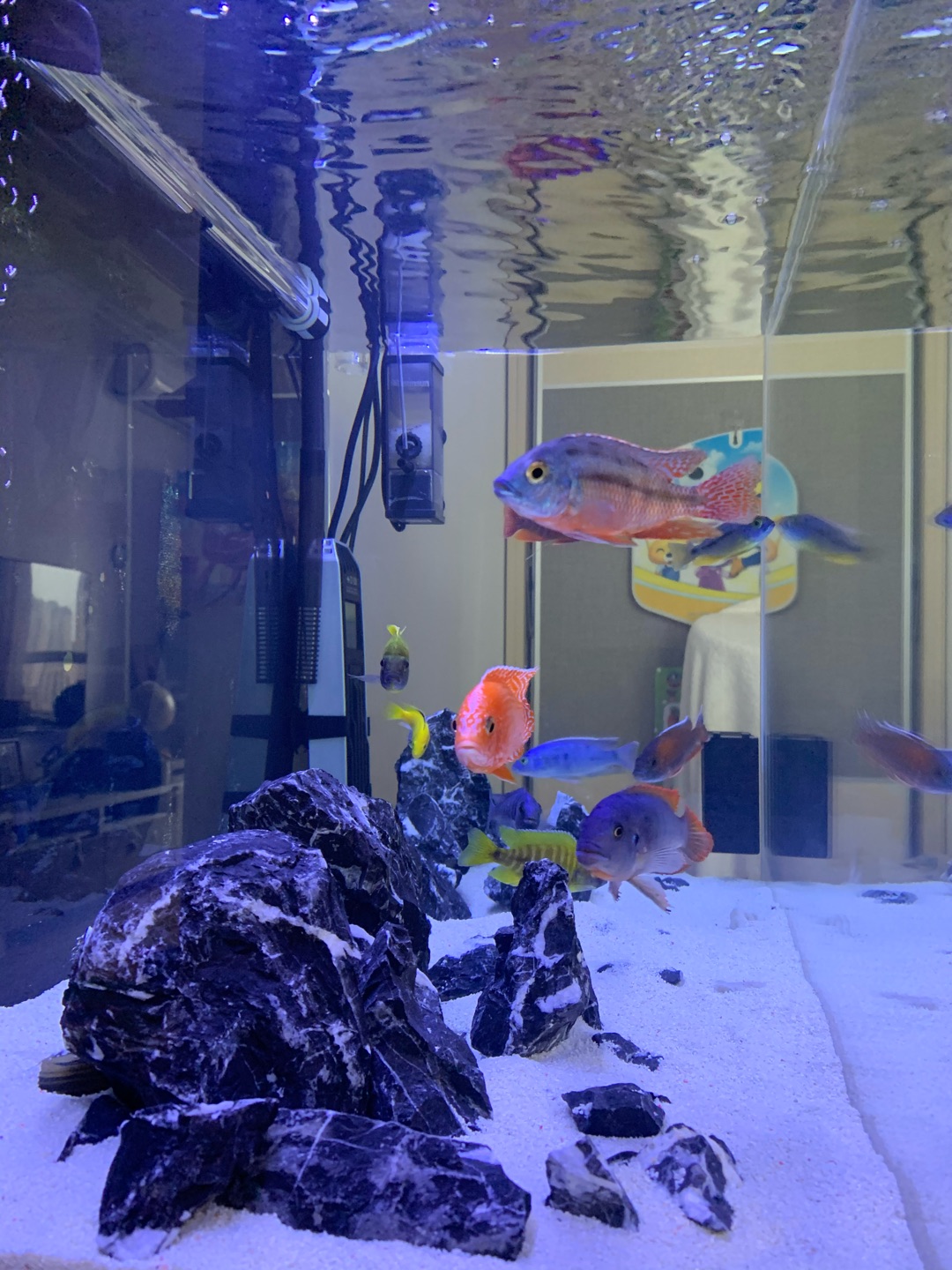 鱼缸硝化系统崩溃是什么原因,新鱼缸最快建立硝化系统时间