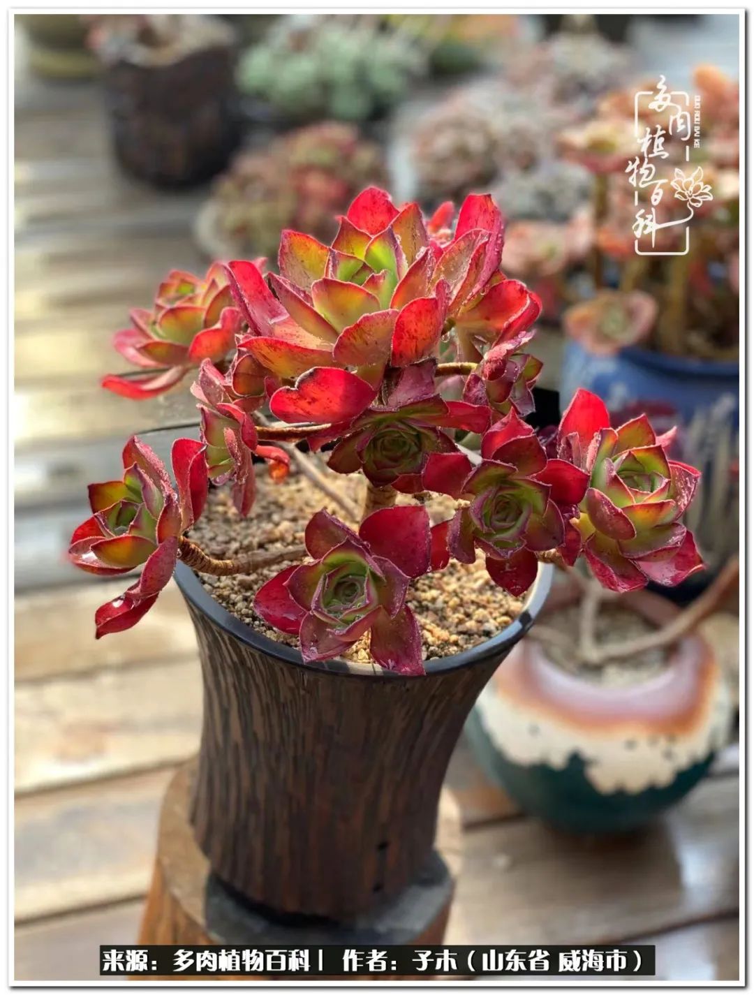 法师多肉成长史,法师多肉新手教程