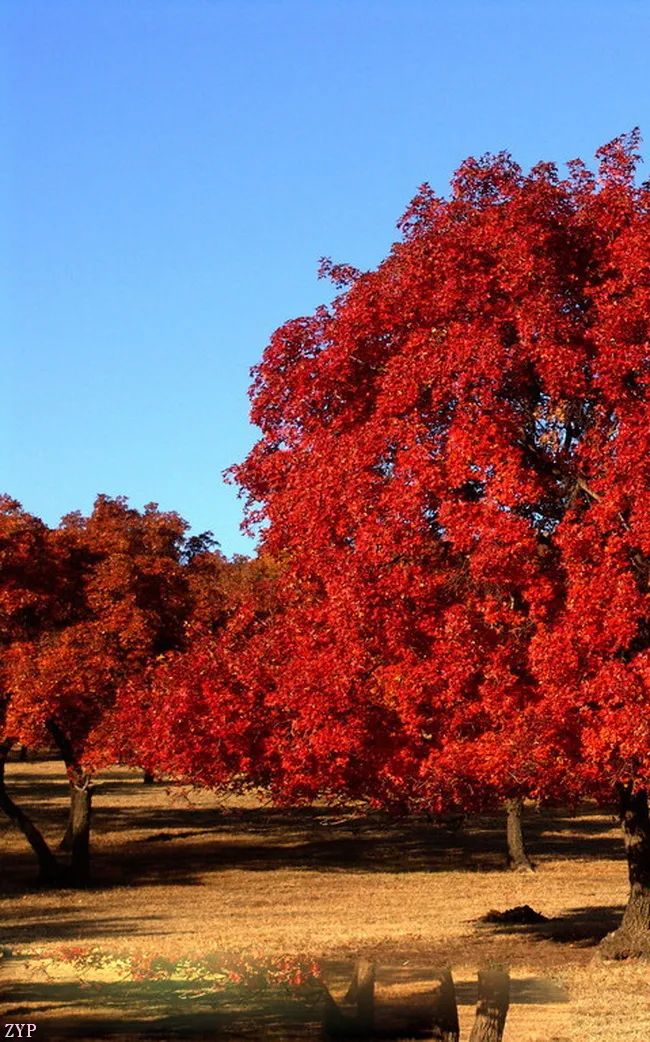100张美照！真养眼