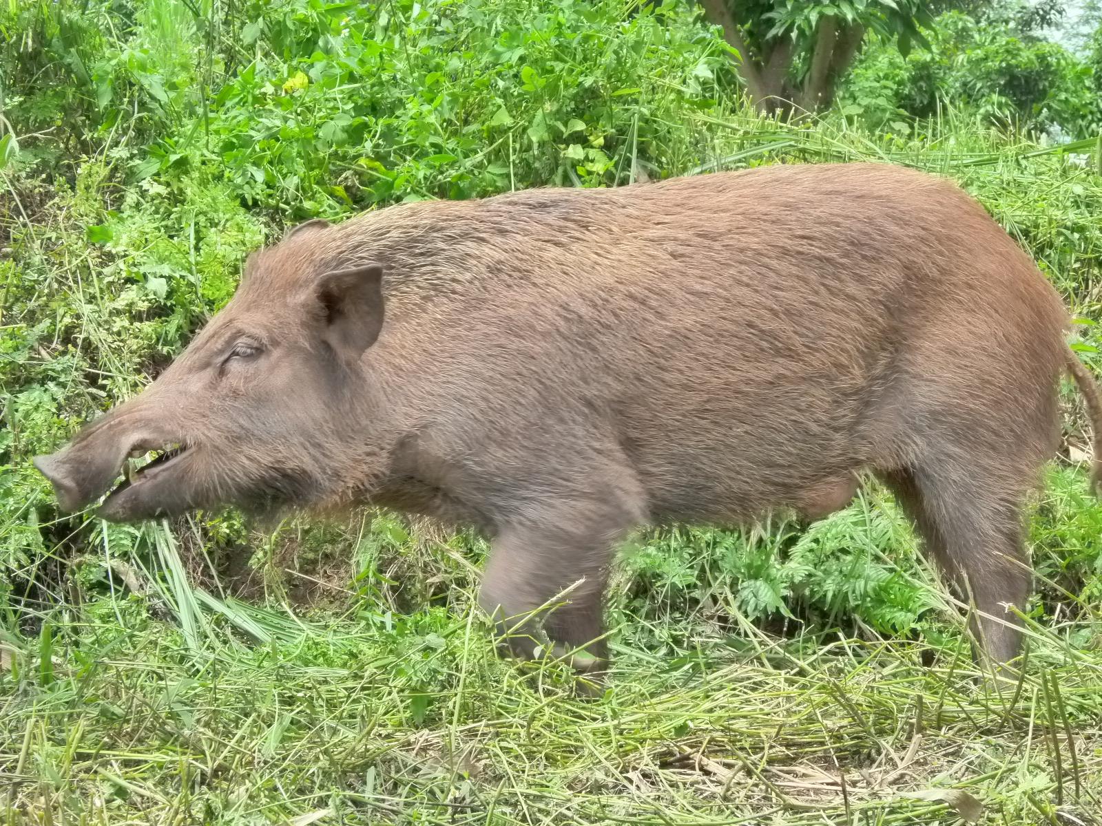 野猪怎么养殖视频播放,野猪的养殖技术方法有哪些