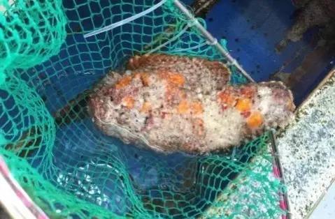 鱼类菜肴大全,鱼类食材大全