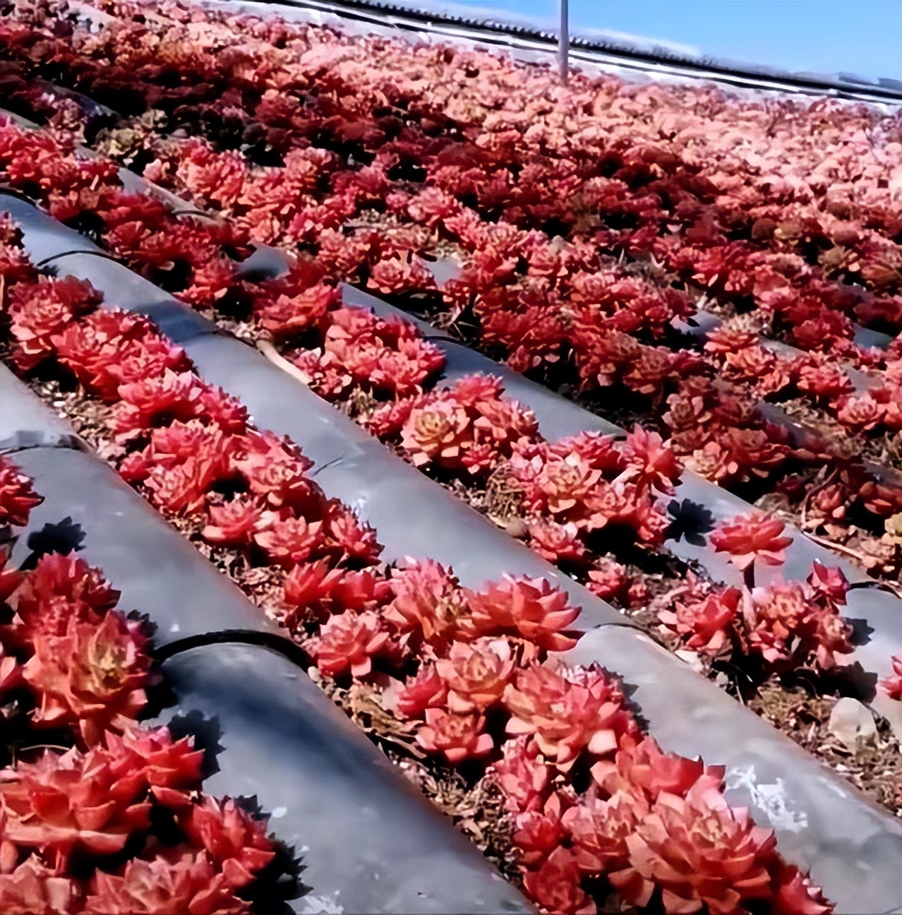 四川29岁太太养多肉从2楼爬到1楼,重庆一位太太屋顶养多肉成网红