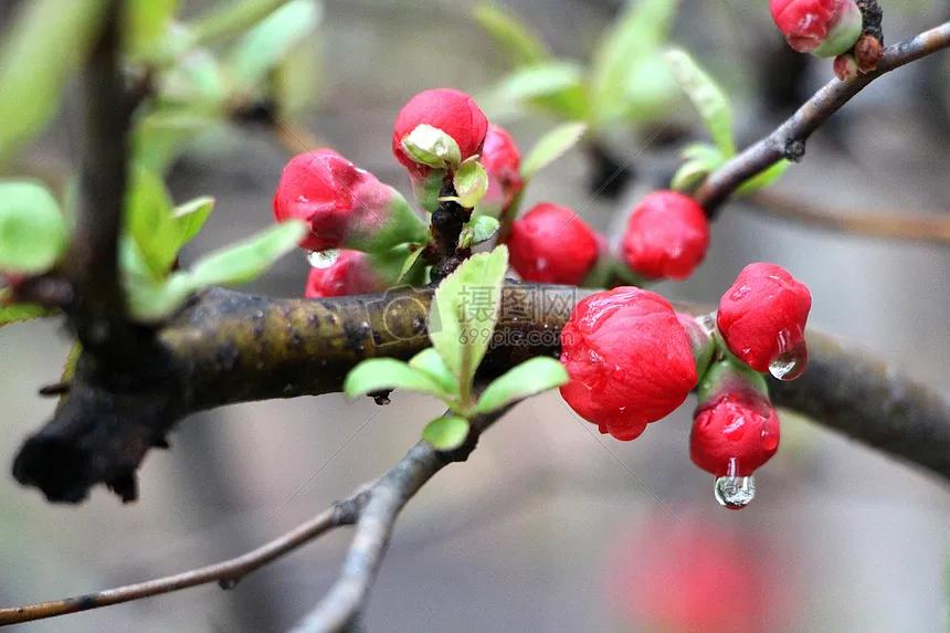 七绝春雨十首,七绝春雨寒烟