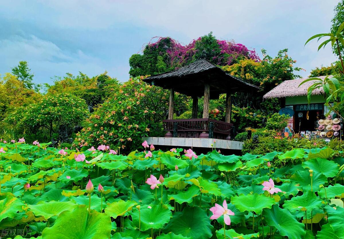 马尔代夫哪个岛可以看见海龟,马尔代夫海龟一般出现在哪里