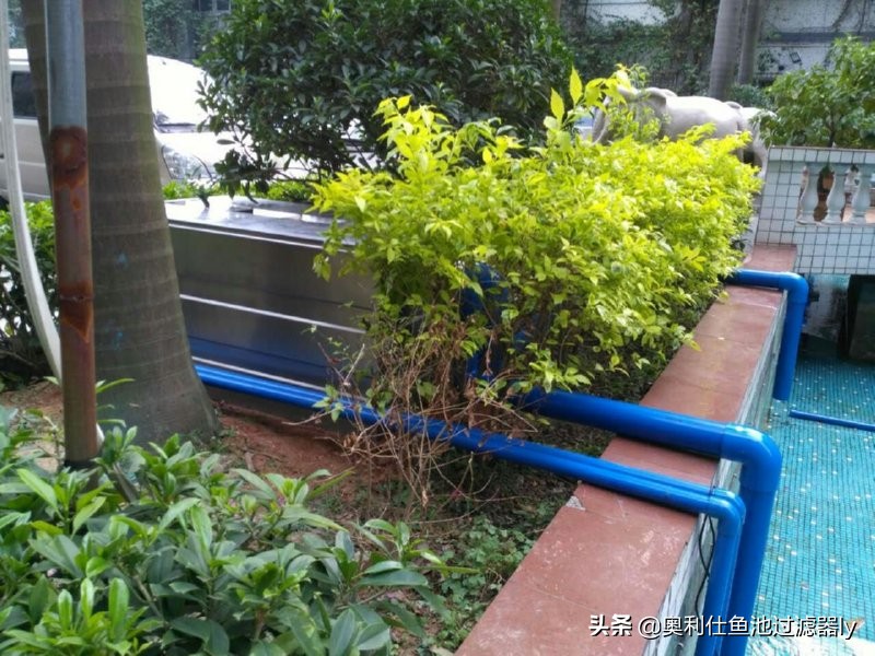 锦鲤鱼池多久换一次水,锦鲤水浑浊绿