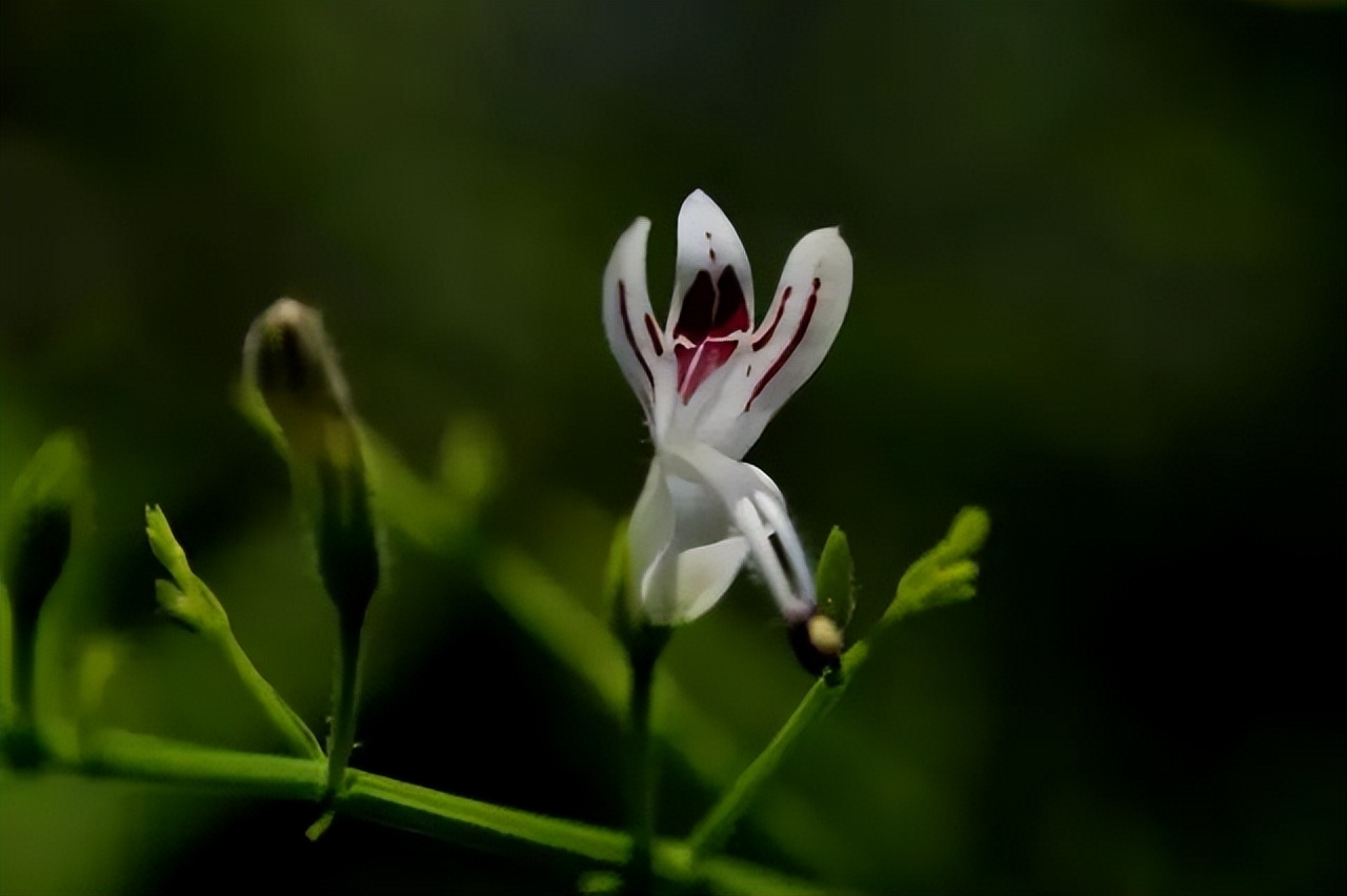 150种常见药用植物大全,150余种常见药用植物花期组图