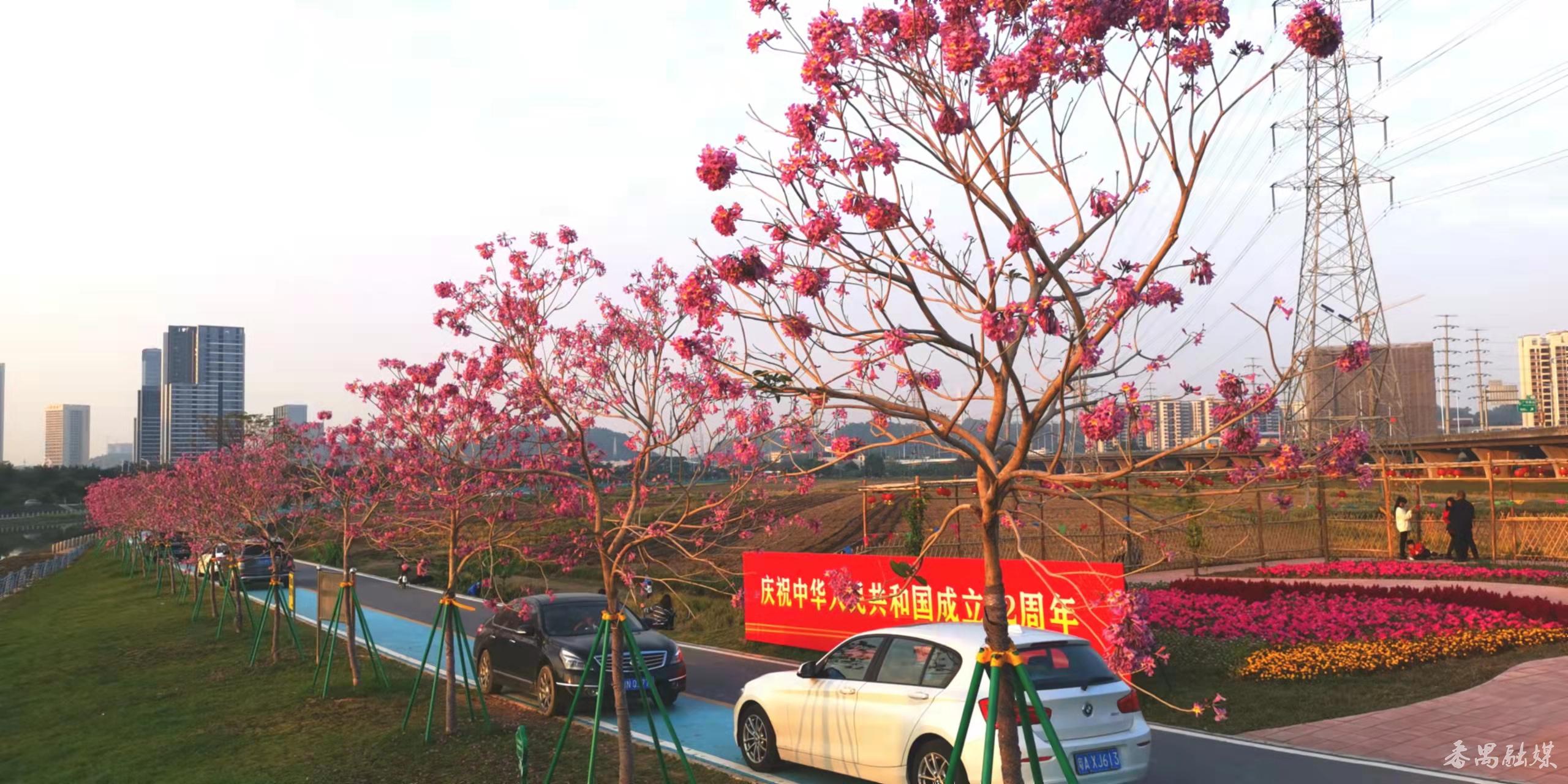 一脉碧水,两岸碧道!番禺钟村街胜石河周边美翻了