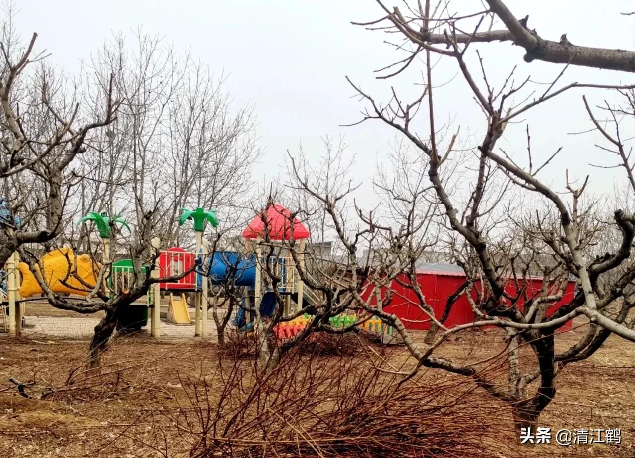 果树清园是先杀虫还是杀菌,果树清园管理方法