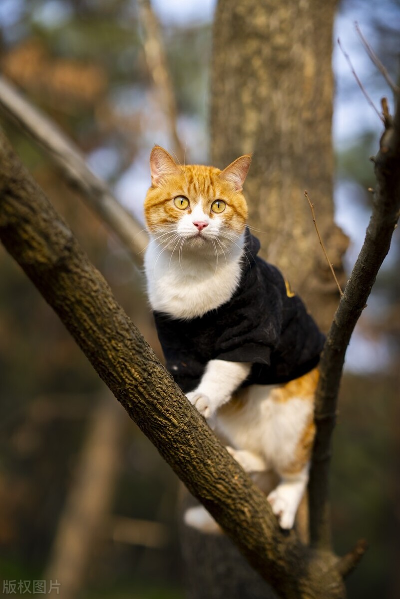 上海话海派方言视频,上海方言土话大全集