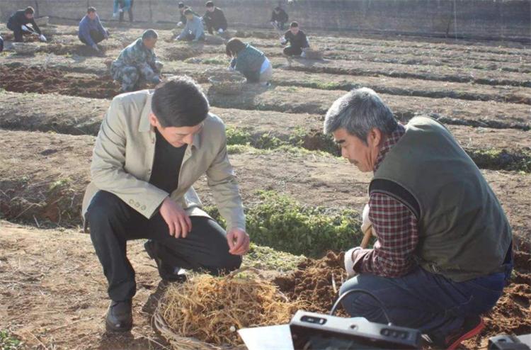 西洋参历史由来,西洋参是西方国家的吗