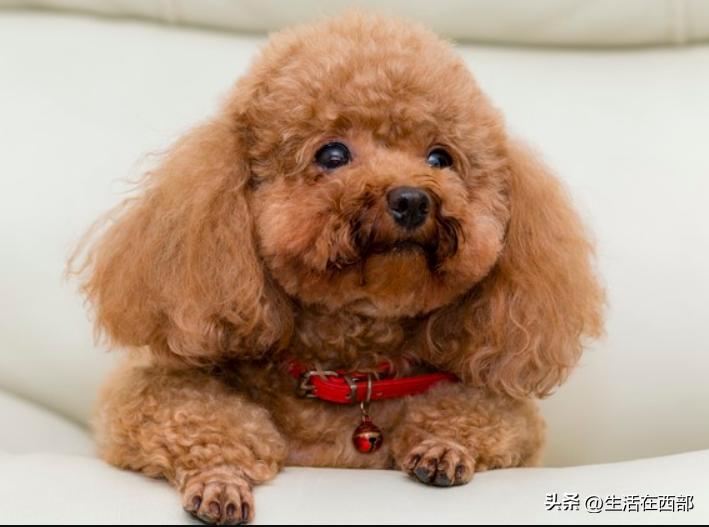 新到家狗狗怎么训练大小便,新宠狗狗到家怎么饲养