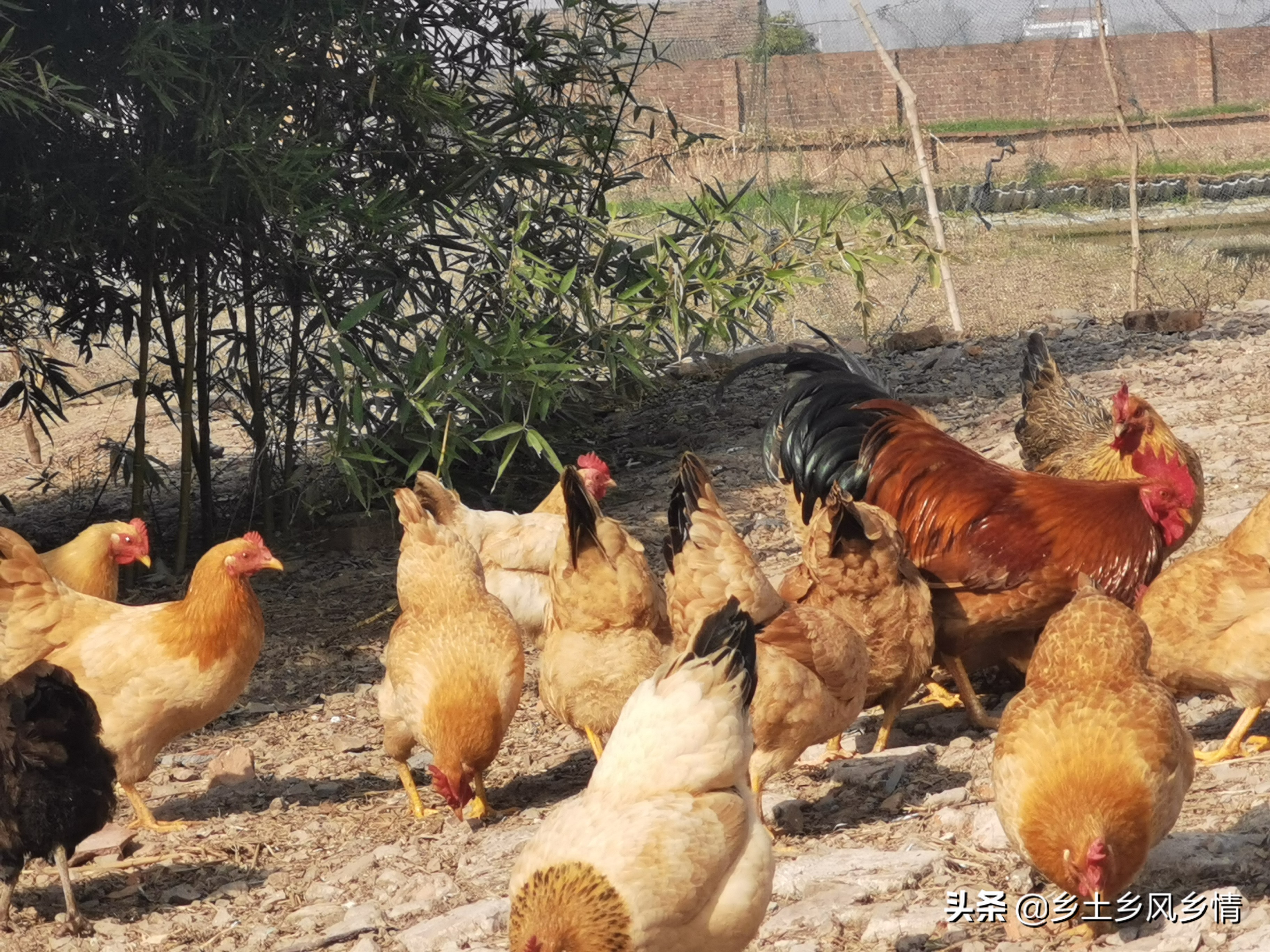 辨别真假土鸡一招搞定,分辨土鸡真假的方法有哪些